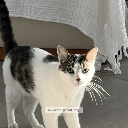 Photo de chat perdu à La Baule Escoublac