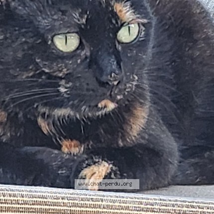 Photo 1/1 luna Chat perdu à Choisy Au Bac
