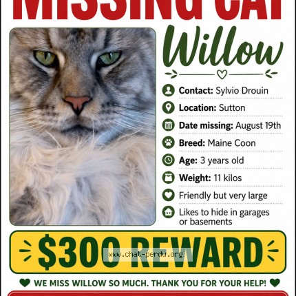 Photo 1/1 Willo Chat perdu à Sutton