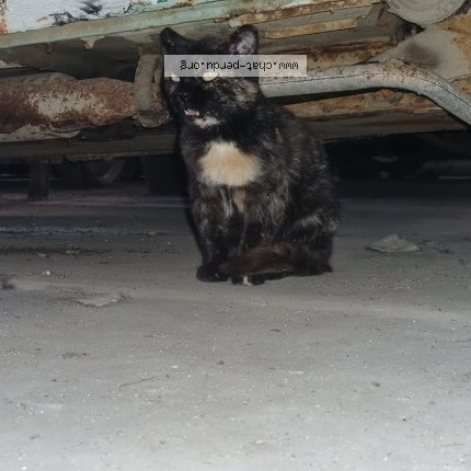 Photo 2/5 Chat trouvé Trouvé à Caulnes