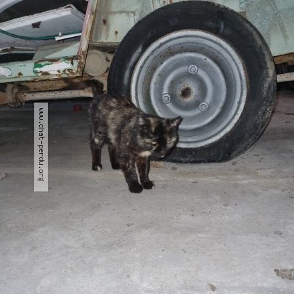 Photo 4/5 Chat trouvé Trouvé à Caulnes