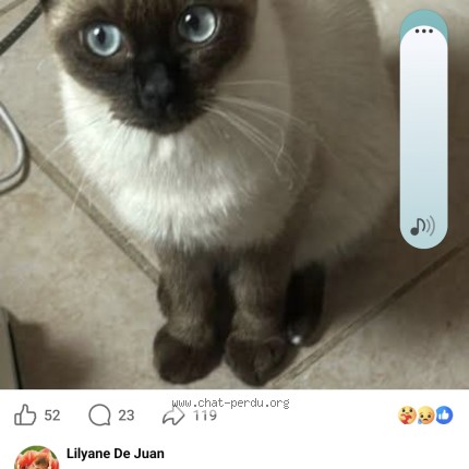 Photo de chat perdu à Antibes