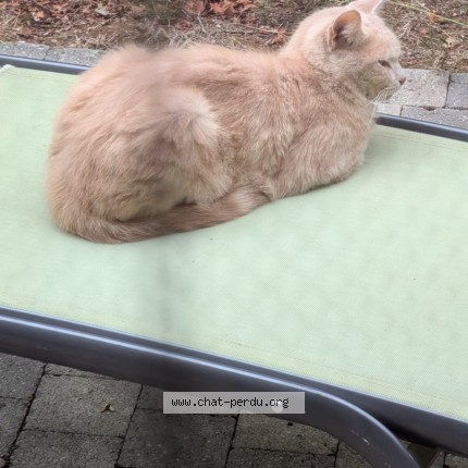 Photo 1/1 Chat trouvé Trouvé à Chazay D Azergues
