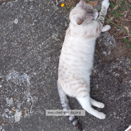 Photo 1/3 Neige Chat perdu à Blagnac