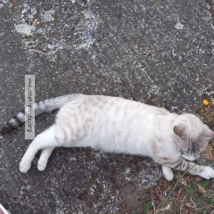 Photo 1/3 Neige Chat perdu à Blagnac