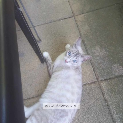 Photo 2/3 Neige Chat perdu à Blagnac