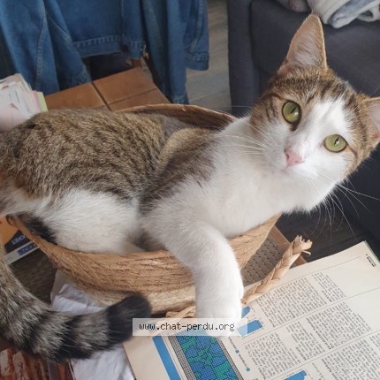 Photo de chat perdu à Lamotte Beuvron