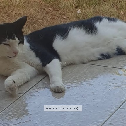 Photo 1/1 Champu Chat perdu à Le Plessis Trevise