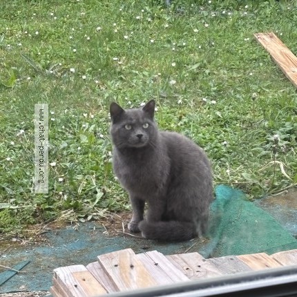 Photo 1/1 Chat retrouvé Perdu à Estissac