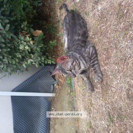 Photo de chat trouvé à Ramonville Saint Agne