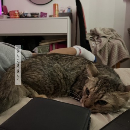 Photo de chat perdu à Ancenis