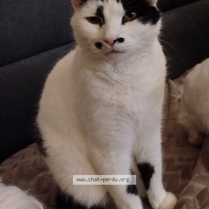 Photo de chat perdu à Pipriac