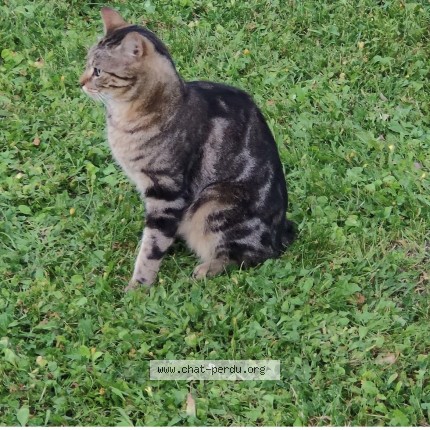 Photo de chat perdu à Besse Sur Issole