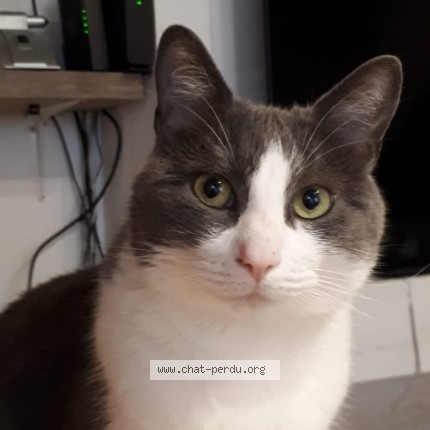 Photo 1/1 Chat retrouvé Perdu à Loches