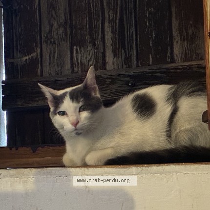 Photo de chat trouvé à Curgy