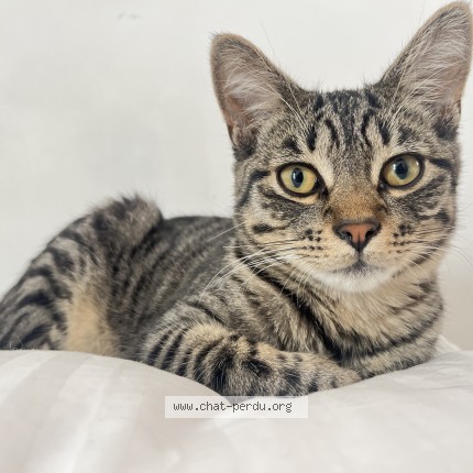 Photo de chat perdu à Nantes