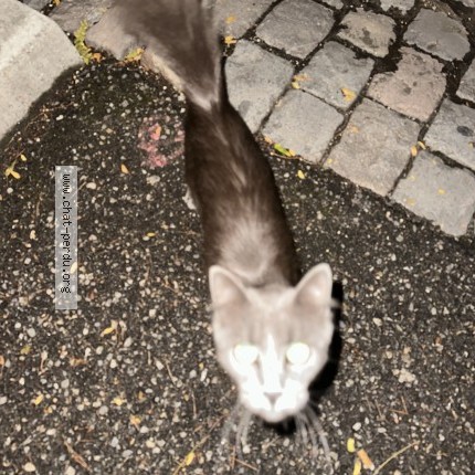 Photo 1/1 Chat trouvé Trouvé à Lyon