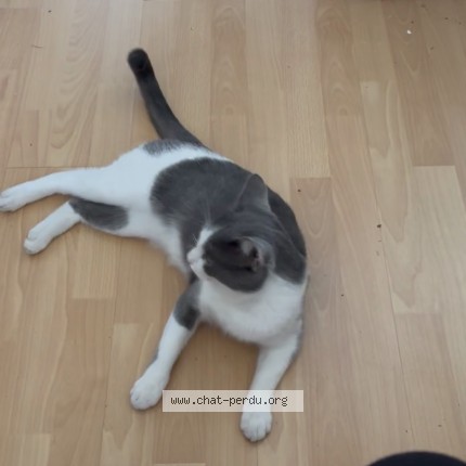 Photo de chat perdu à Denain