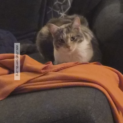 Photo de chat trouvé à Rots