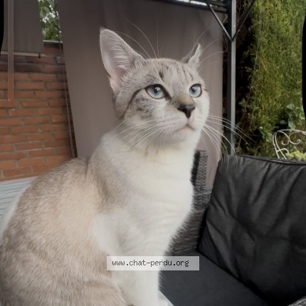 Photo de chat perdu à Hem