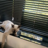 simba