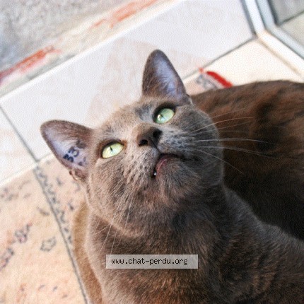 Photo 1/1 Chat retrouvé Perdu à Graulhet