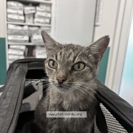 Photo de chat trouvé à Clapiers