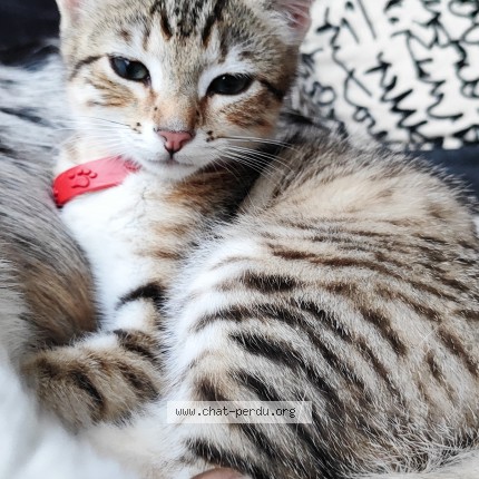 Photo de chat perdu à Buvin