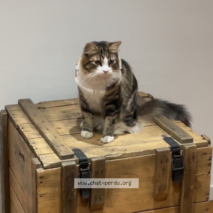 Photo de chat perdu à St Victoret