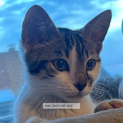 Photo de chat trouvé à Montigny Les Cormeilles