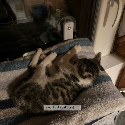 Photo 2/2 Chat trouvé Trouvé à Montigny Les Cormeilles