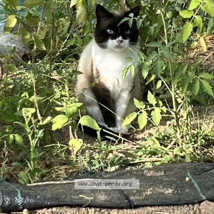 Photo de chat trouvé à Pont Scorff