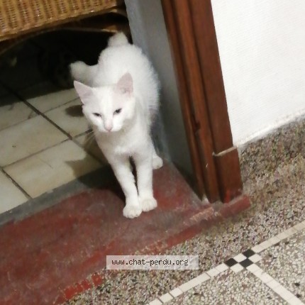 Photo 1/1 Chat trouvé Trouvé à Thiers