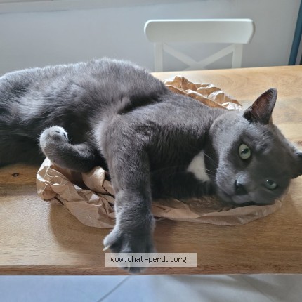 Photo de chat perdu à Tours