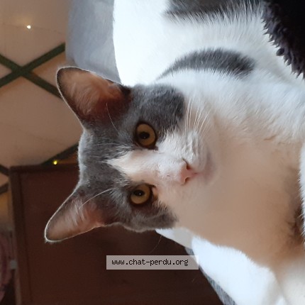 Photo de chat perdu à Saran