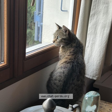 Photo de chat perdu à Dolus D Oleron