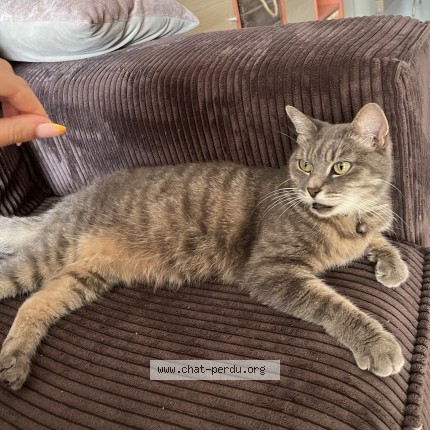 Photo 1/1 Chat trouvé Trouvé à Aulnay Sous Bois