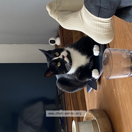 Photo de chat perdu à Nantes