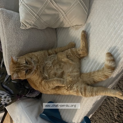 Photo de chat perdu à Le Cannet