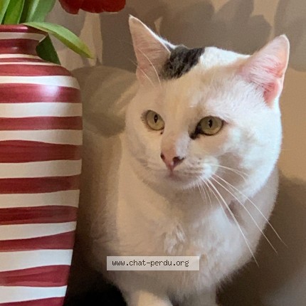 Photo de chat perdu à Toulouse