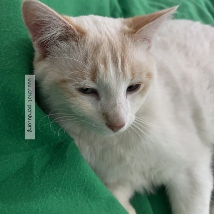 Photo 2/5 Nova Chat perdu à Boissy L Aillerie