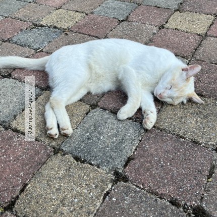 Photo 4/5 Nova Chat perdu à Boissy L Aillerie