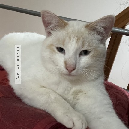 Photo 5/5 Nova Chat perdu à Boissy L Aillerie