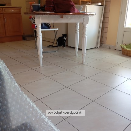 Photo de chat perdu à Mortagne Sur Sevre