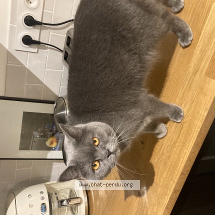 Photo de chat perdu à Meudon