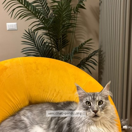 Photo 1/1 Chat retrouvé Perdu à Toulouse