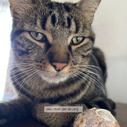 Photo de chat perdu à Le Barcares