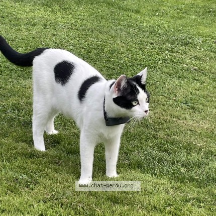 Photo de chat perdu à Ozoir La Ferriere