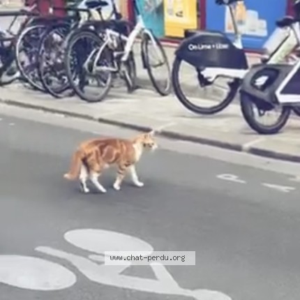 Photo de chat trouvé à Paris