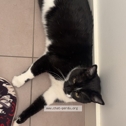 Photo de chat perdu à Montluel